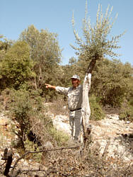 Tahir und seine Oliven-Haine