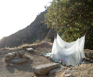 Reginanin sivirsinek cadiri